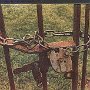 Padlock
