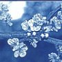 2005 Tiel - Appleblossom - Cyanotype