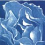 2005 Tiel - Raindrop - Cyanotype